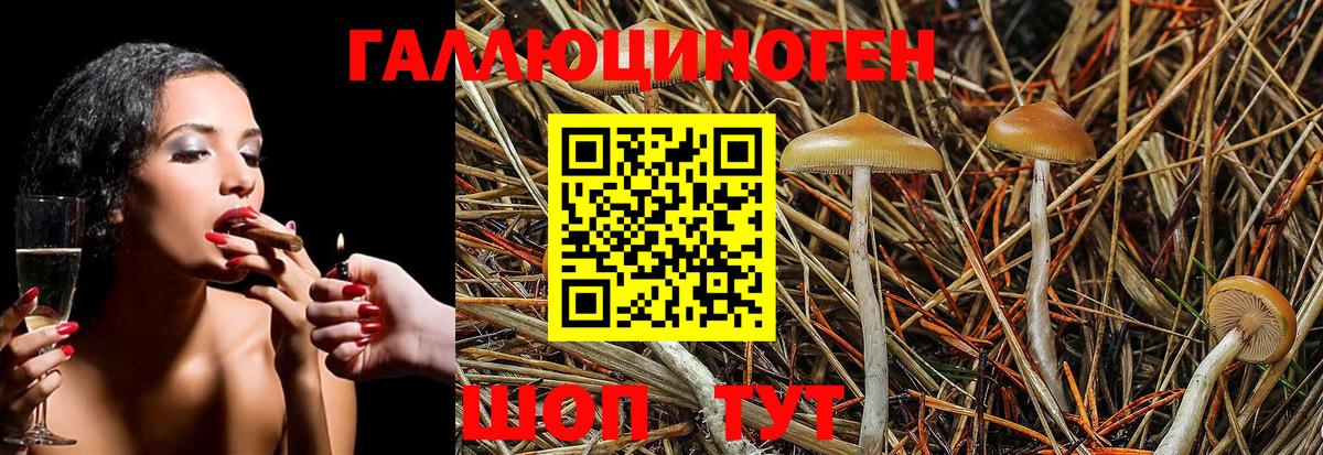 Курчалой  Псилоцибиновые грибы Psilocybe  Вход с VPN 
